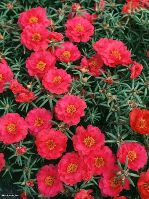 Lee Scottish fleet Flori de Piatra - Seminte Floare de Piatra Culoare Portocalie-Rosu  Portulaca Grandiflora de la Florian